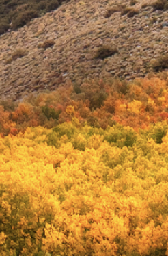 אנה זק - זה חזק -  בדיקה דסקטופ